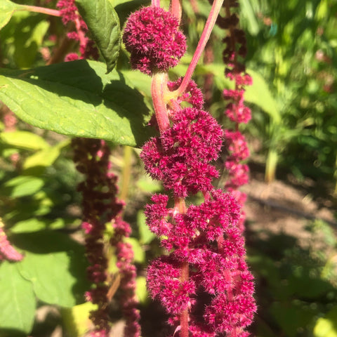 Amaranth, Coral Fountains