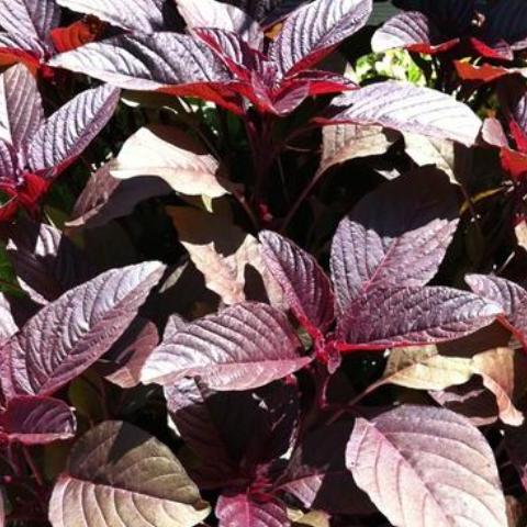 Amaranth, Red Dye Plume