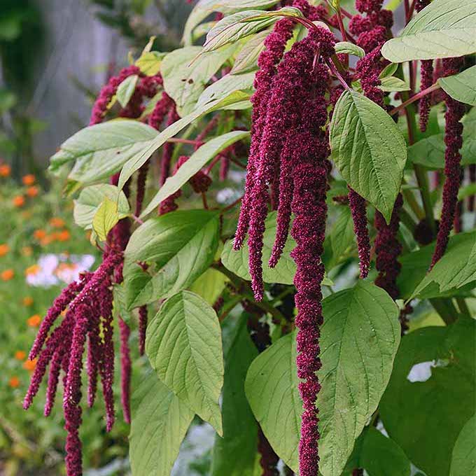 Amaranth, Love Lies Bleeding, organic, open pollinated, cut flower