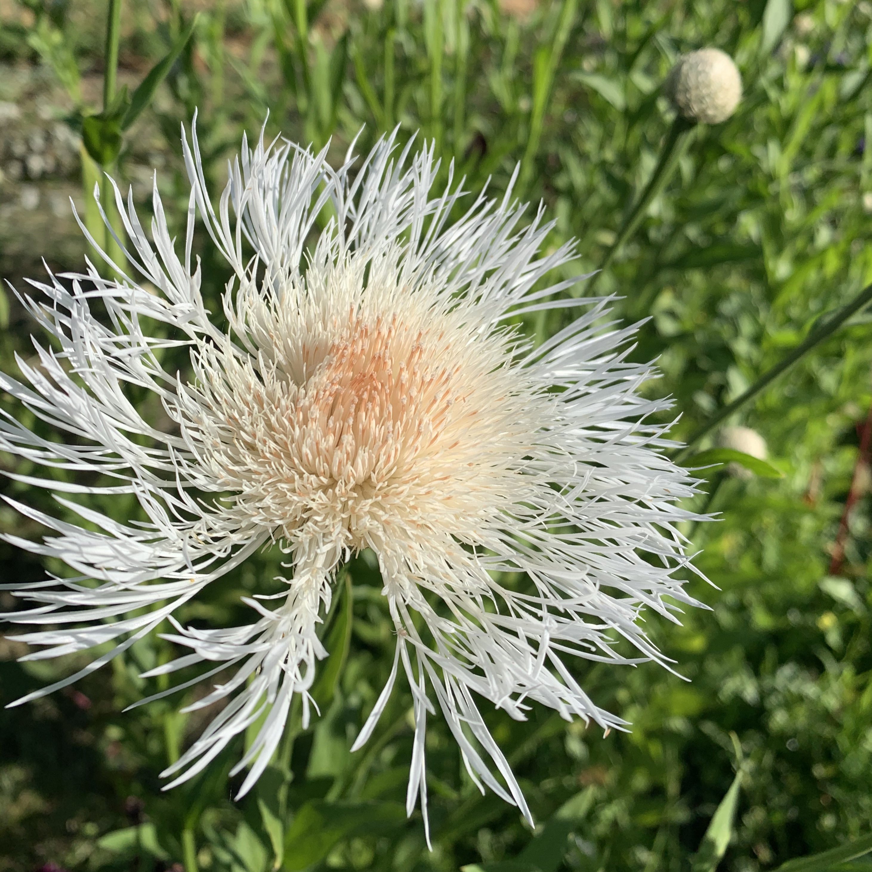 American Basketflower, Organic
