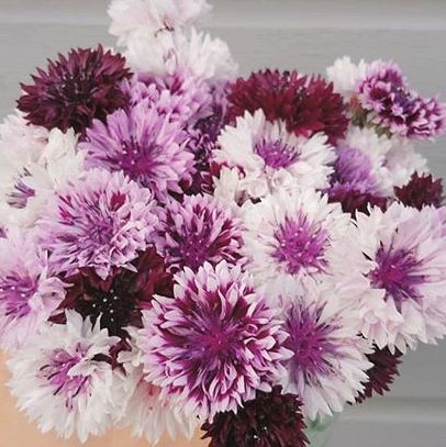 Bachelor's Button, Classic Magic