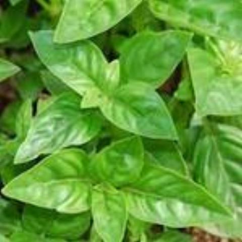 Basil, Genovese