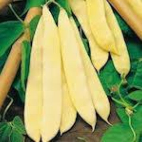 Beans, Meraviglia di Venezia