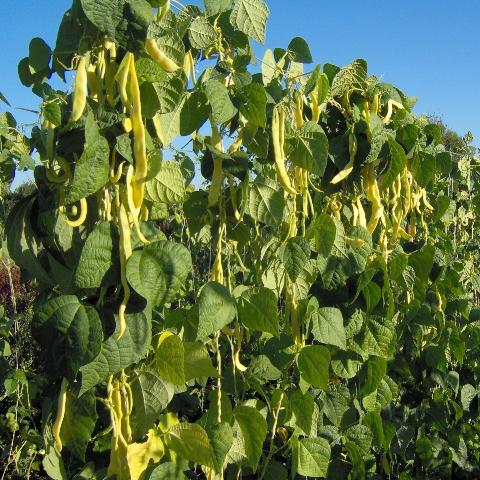 Beans, Meraviglia di Venezia