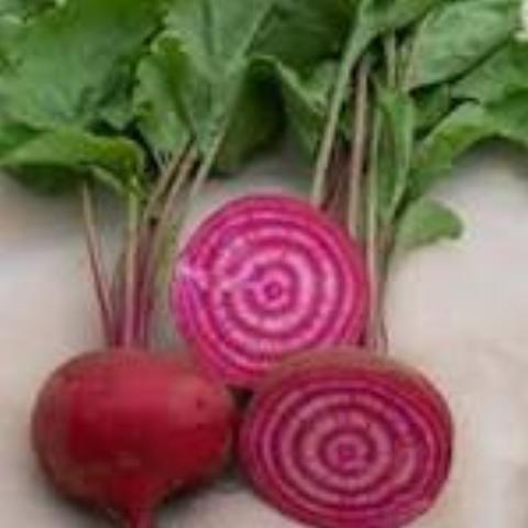 Beet, Chioggia