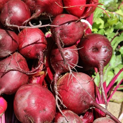 Beet, Early Wonder Tall Top