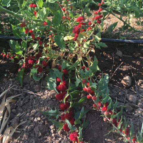 Beet Berry, Strawberry Spinach