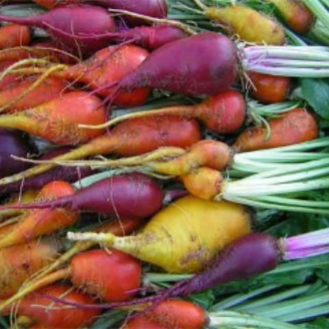 Beet, 3 Root Grex
