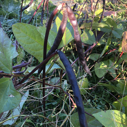 Black-eyed Peas, Purple podded