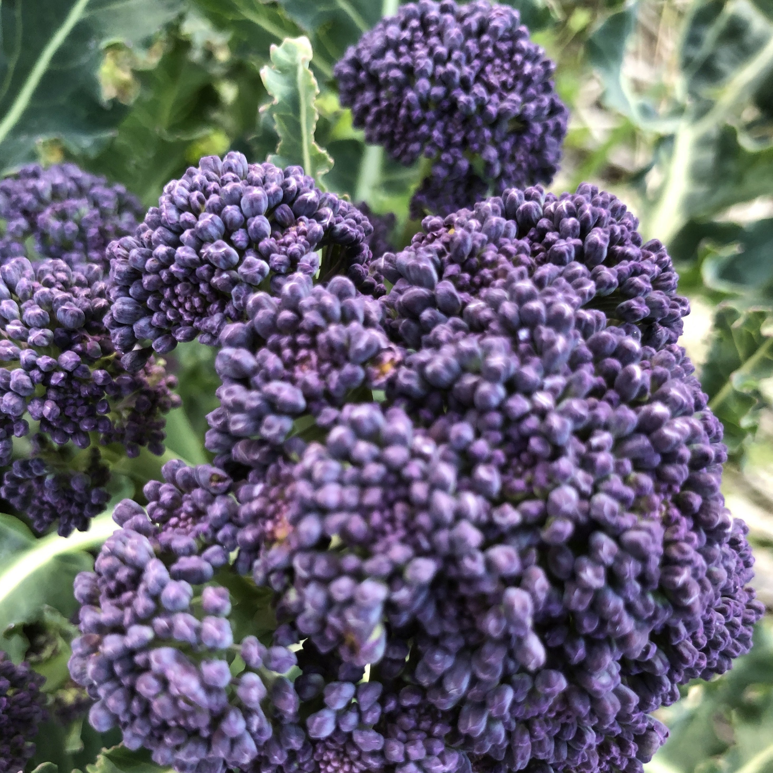 Broccoli, Purple Sprouting