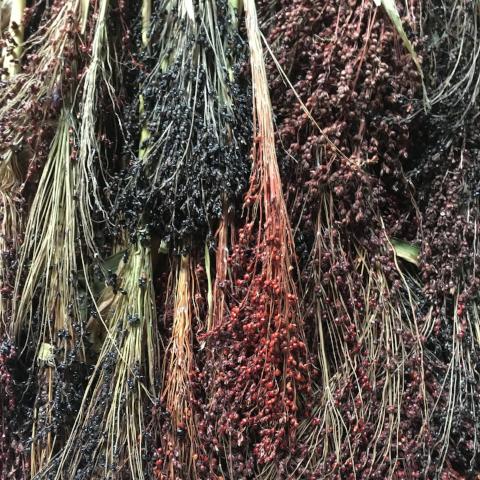 Broom Corn, Red Hungarian