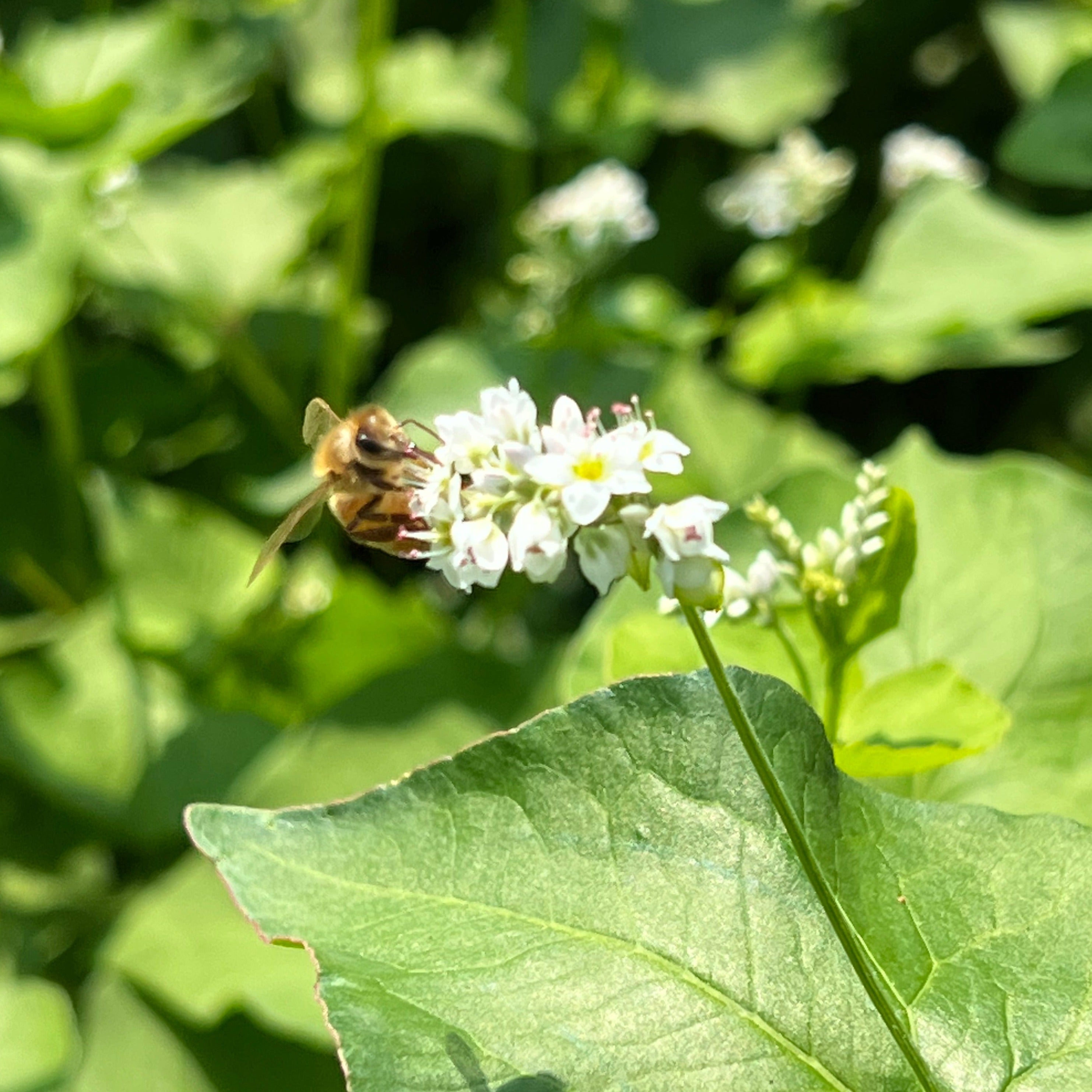 bee on a buckwheat flower!