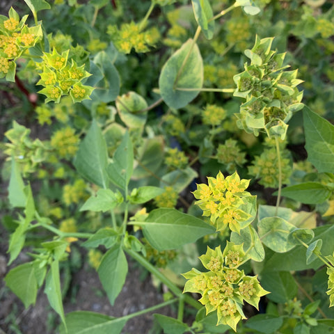 Bupleurum, Green Gold