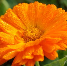 Calendula, Alpha