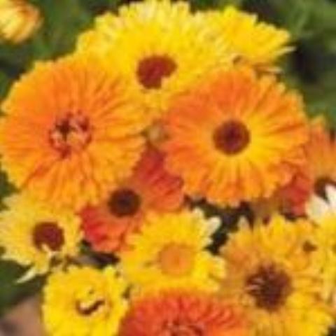 Calendula, Pacific Beauty Mix