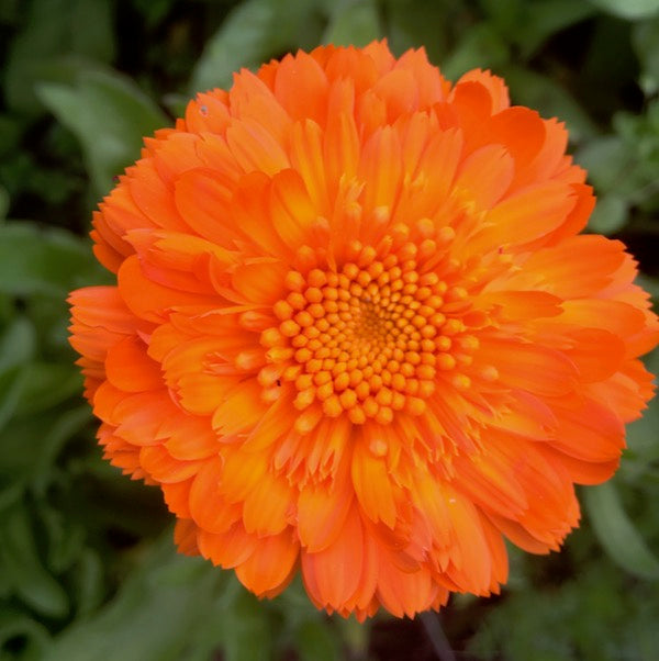 Princess Mix Calendula, organic, cut flower