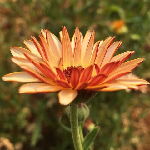 Calendula, Solar Flashback