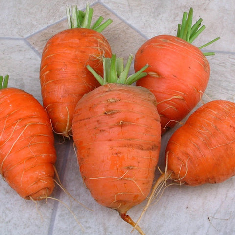 Carrot, Oxheart