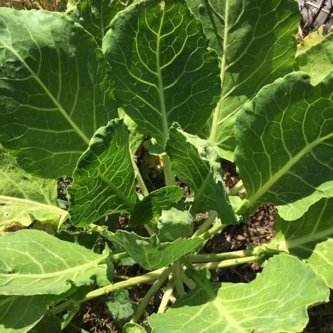 Collards, Cascade Glaze