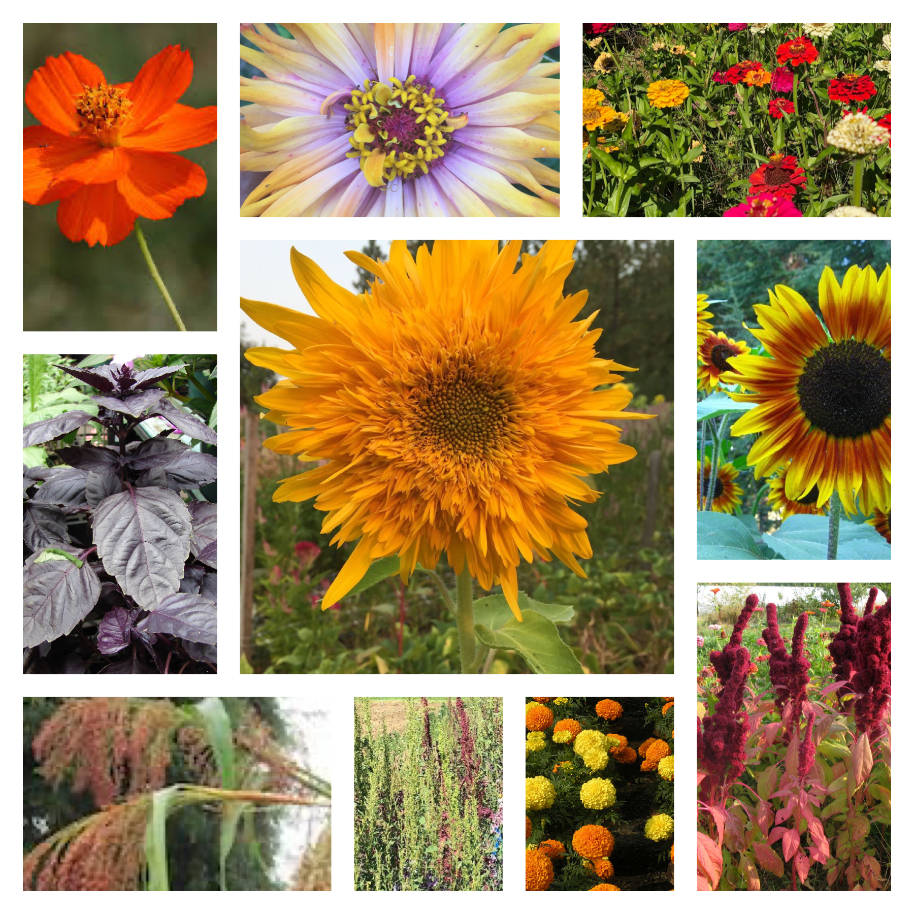 Celebration Collection, organic, cut flower