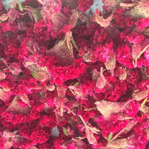 Celosia, Cockscomb, Fuchsia