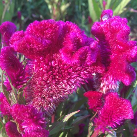 Celosia, Cockscomb, Fuchsia