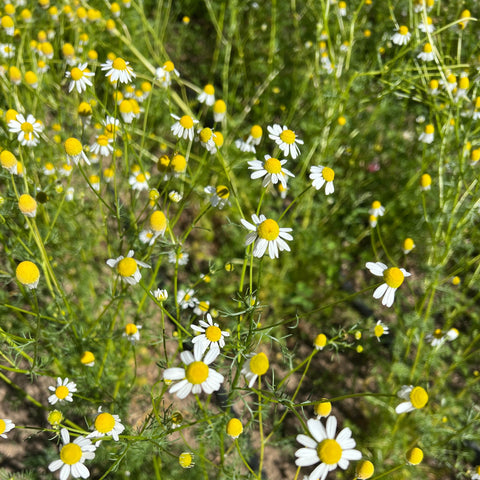 Chamomile, German