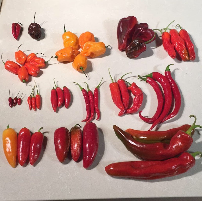 Chili Lover's Bundle