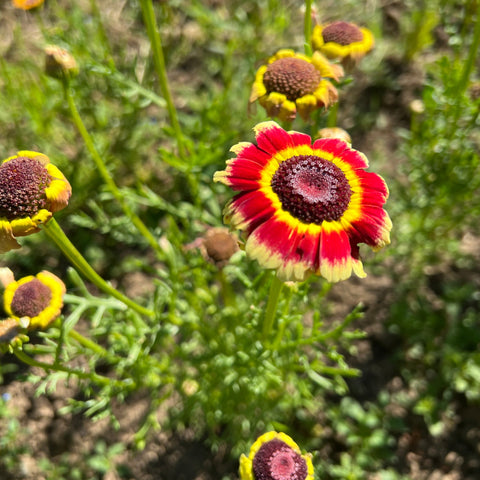 Chrysanthemum, Fancy Pants Daisy Mix