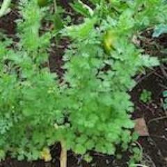 Cilantro, Santo