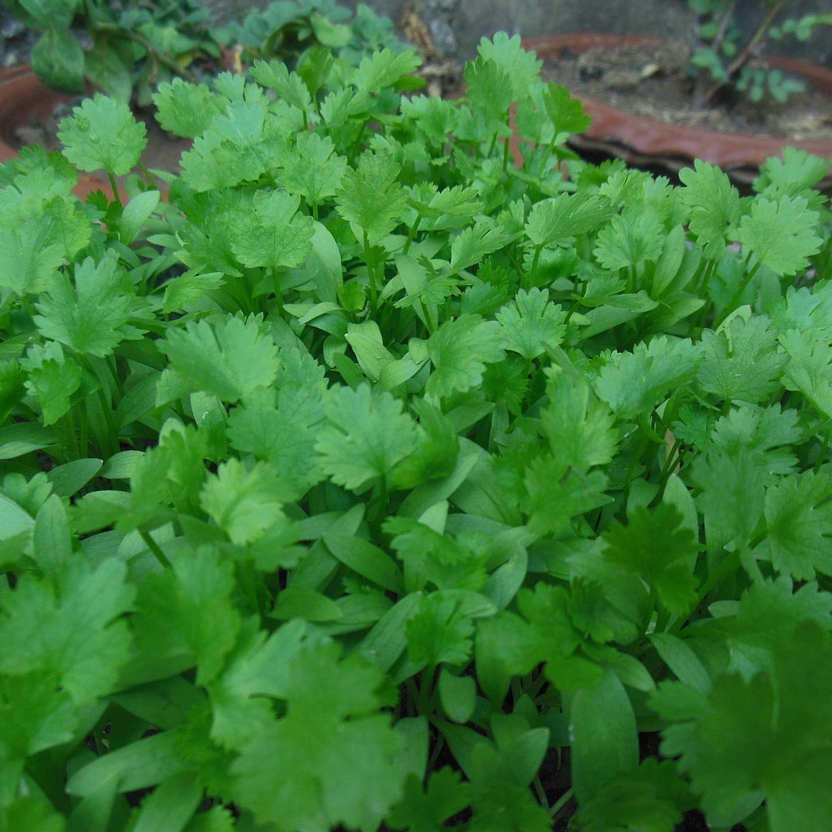 Cilantro, Sunmaster