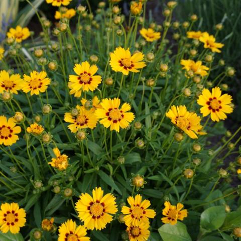 Coreopsis, Calliopsis