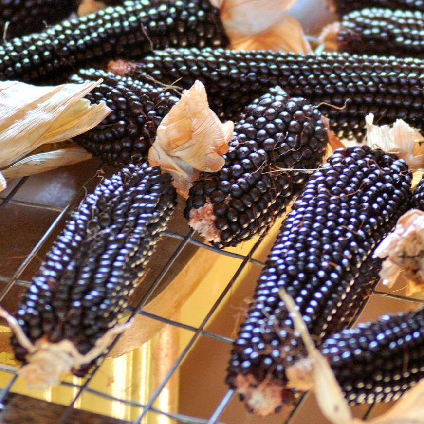 Corn, Dakota Black, Popcorn