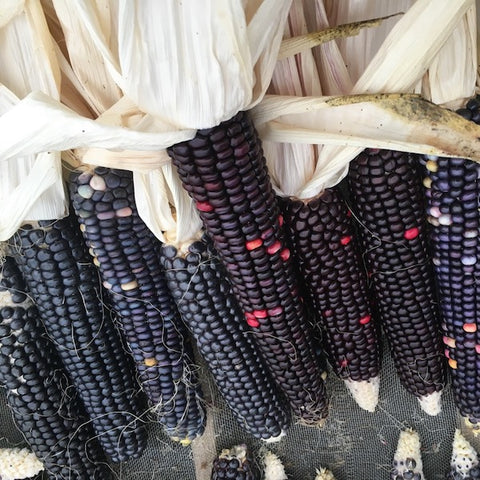 Corn, Oregon Blue, Flour