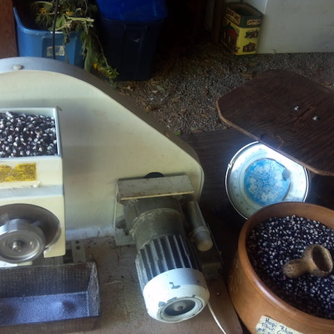 Corn, Blue Star, Flour