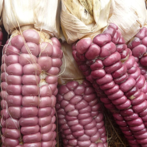Corn, Magenta Parching