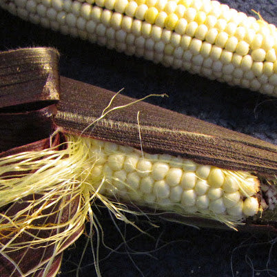 Corn, Martian Jewels