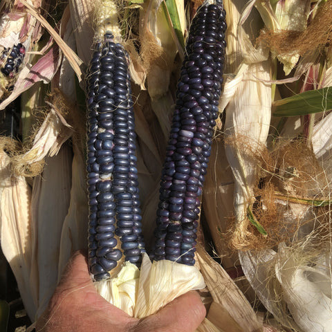 Corn, Papa’s Blue