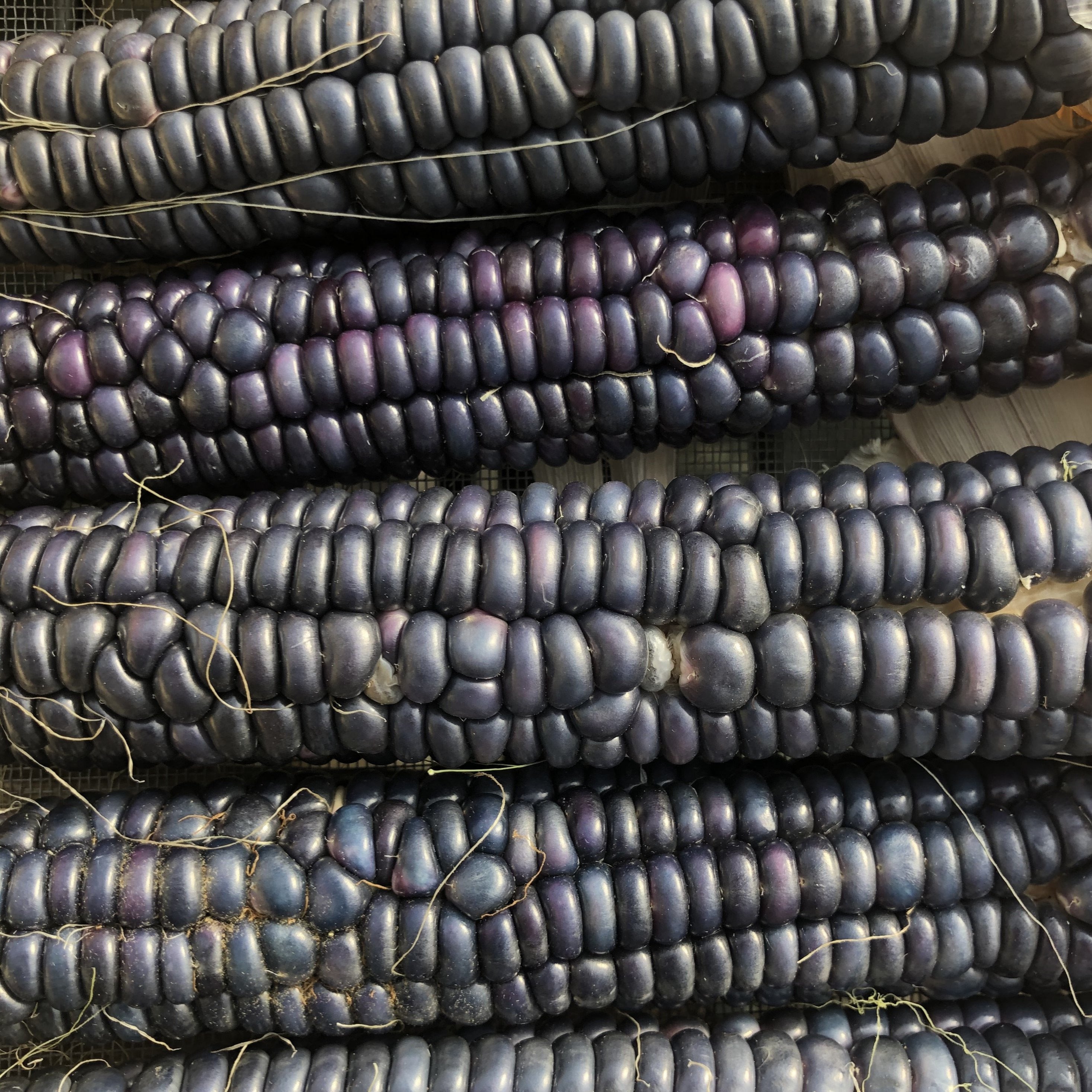 Corn, Papa’s Blue