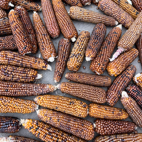 Corn, Rootbeer Popcorn