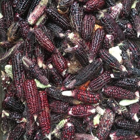 Corn, Soltera Morado, Sweet