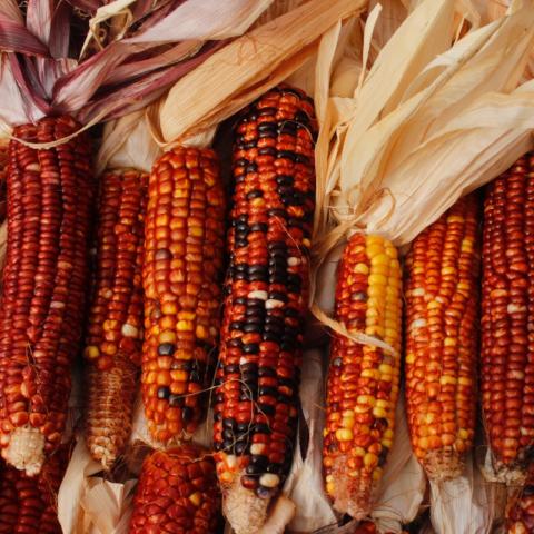 Corn, Sunfire, Flour