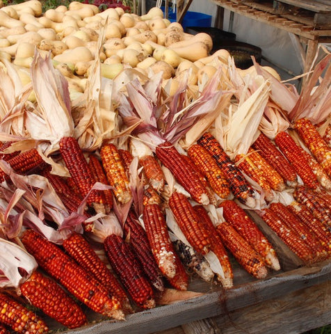 Corn, Sunfire, Flour