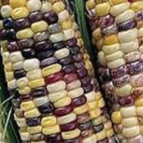 Corn, Triple Play, Sweet