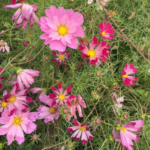 Organic-heirloom-cosmos-seashells