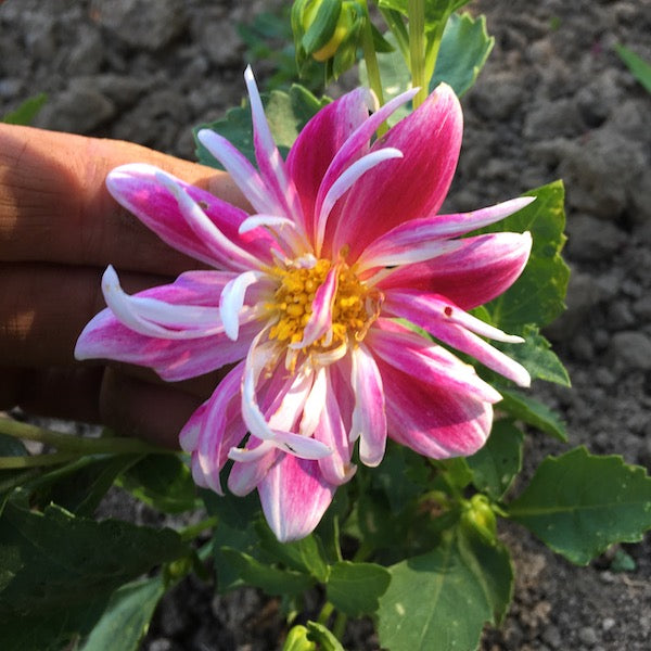 Harlequin Mix Dahlia, organic, open pollinated, cut flower