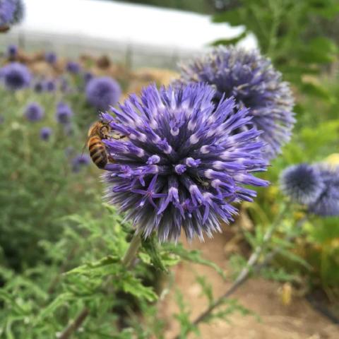Echinops, Globe Thistle