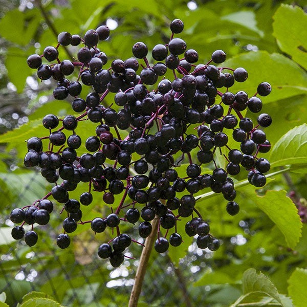 Black Elderberry, organic, open pollinated, permaculture