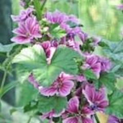 French Hollyhock