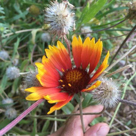 Gaillardia, Firewheel